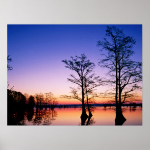 Bald Cypress Trees Nationaal wildreservaat, TN Poster