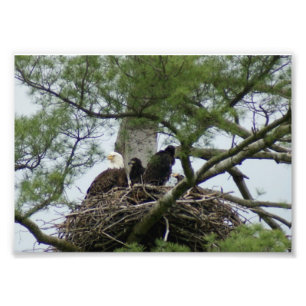 Bald Eagel dans le nid 7 x5 Impression photographi