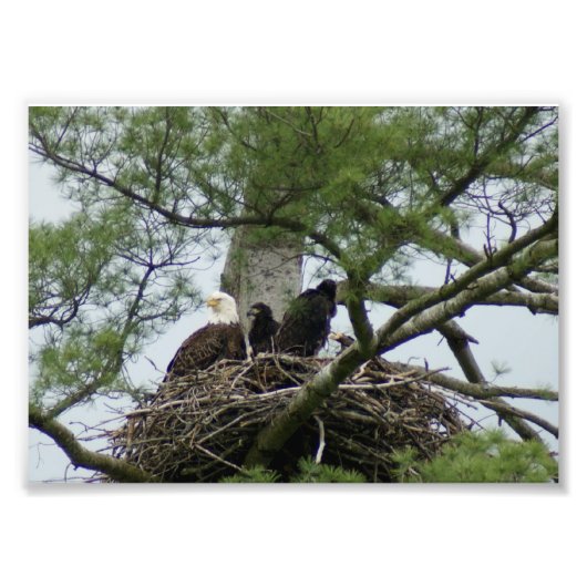 Bald Eagel dans le nid 7 x5 Impression photographi (Devant)