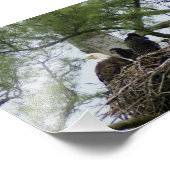 Bald Eagel dans le nid 7 x5 Impression photographi (Coin)