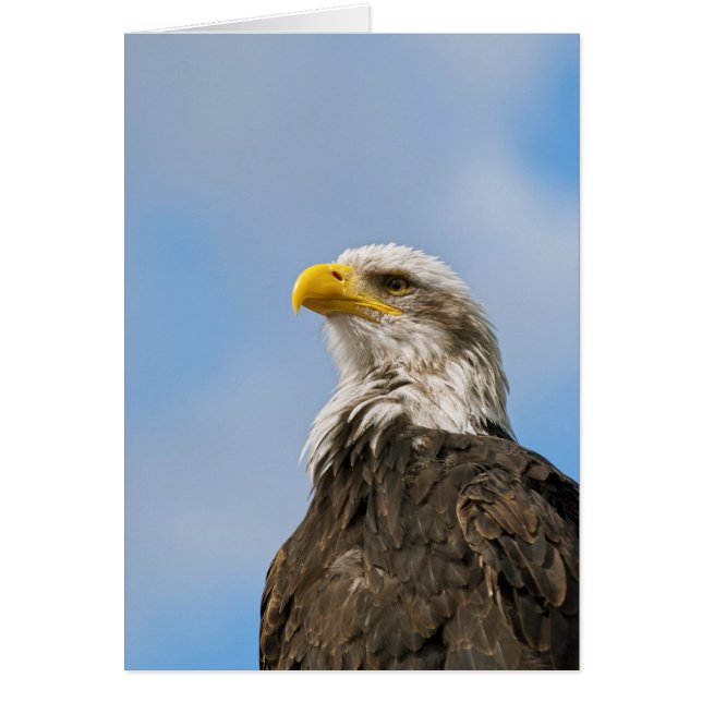 Bald Eagle (Voorkant)