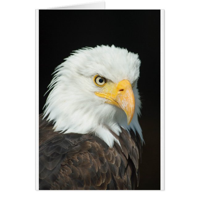 Bald Eagle (Voorkant)
