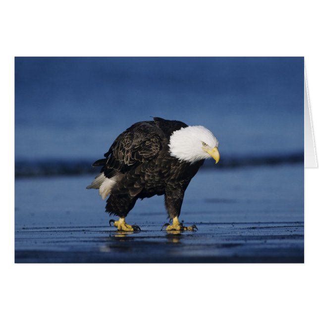 Bald Eagle (Voorkant Horizontaal)