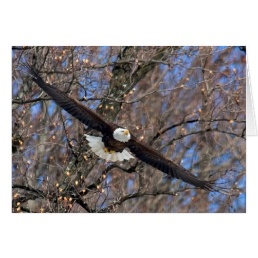 Bald Eagle (Voorkant Horizontaal)