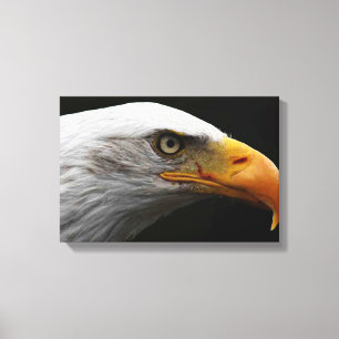 Bald Eagle 16,50 x 11 (41,25 x 27,5 cm) wol Canvas Afdruk