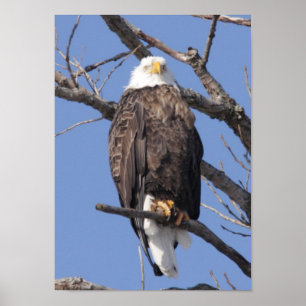 Bald Eagle 2010 Poster