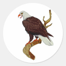 Bald Eagle American National Symbol Pride Sterkte