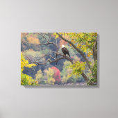 Bald Eagle Autumn Canvas Afdruk (Voorkant)