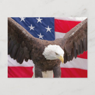 Bald Eagle avec la carte postale American Flag