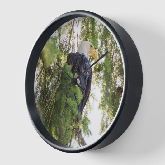 Bald Eagle baarst in Douglas Fir (Hoek)