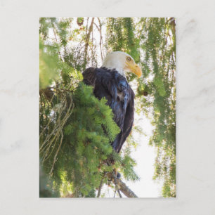Bald Eagle baarst in Douglas Fir Briefkaart