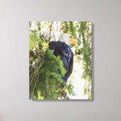 Bald Eagle baarst in Douglas Fir Canvas Afdruk (Voorkant)
