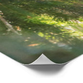 Bald Eagle baarst in Douglas Fir Poster (Hoek)