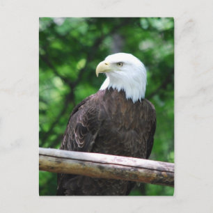 Bald Eagle Bird Briefkaart