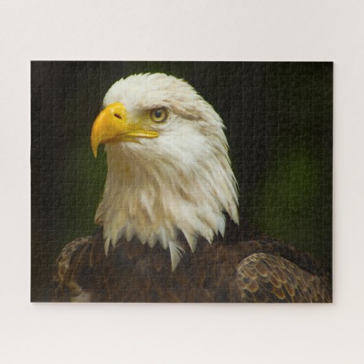 Bald Eagle Bird of Prey. Legpuzzel (Horizontaal)
