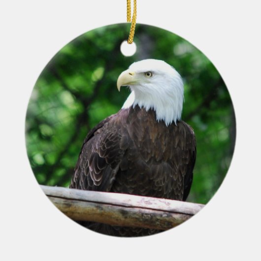 Bald Eagle Bird Ornament (Voorkant)