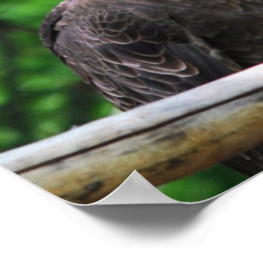 Bald Eagle Bird Poster (Hoek)