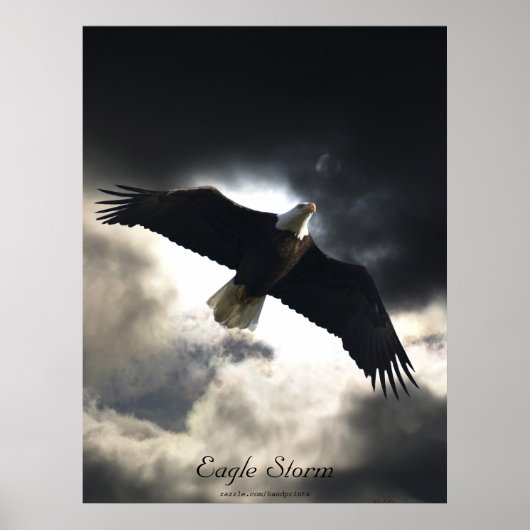 Bald Eagle Bird Poster (Voorkant)