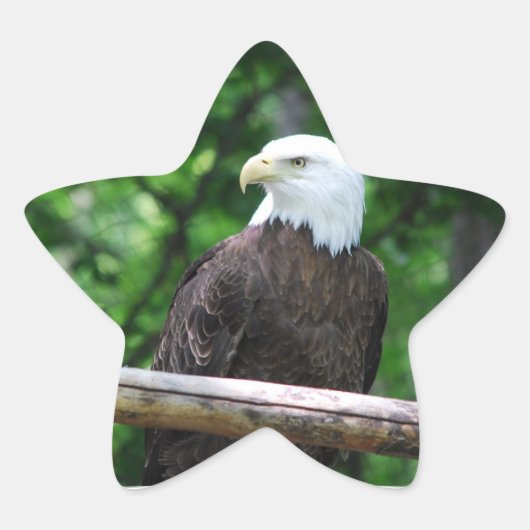 Bald Eagle Bird Stickers (Voorkant)