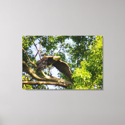 Bald Eagle Branch Takeoff Canvas Afdruk (Voorkant)