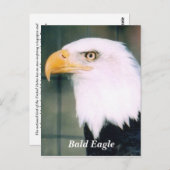 Bald Eagle Briefkaart (Voorkant / Achterkant)