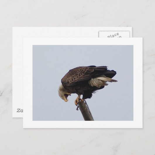 Bald Eagle Briefkaart (Voorkant / Achterkant)