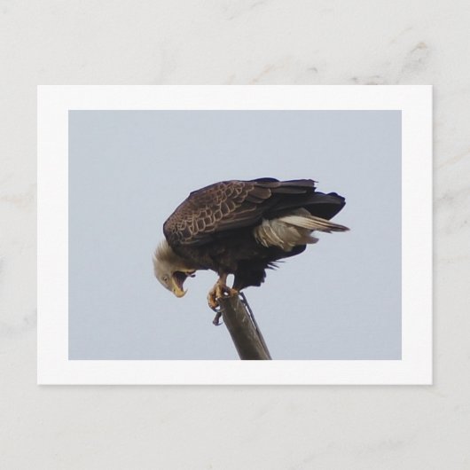 Bald Eagle Briefkaart (Voorkant)