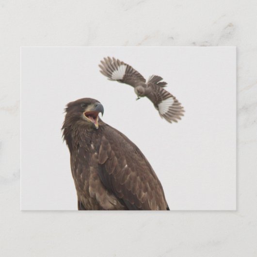 Bald Eagle Briefkaart (Voorkant)