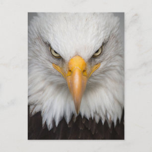 Bald Eagle Briefkaart