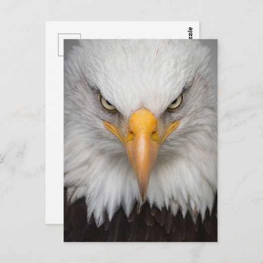 Bald Eagle Briefkaart (Voorkant / Achterkant)