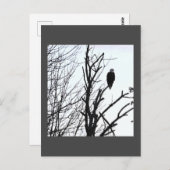 Bald Eagle Briefkaart (Voorkant / Achterkant)