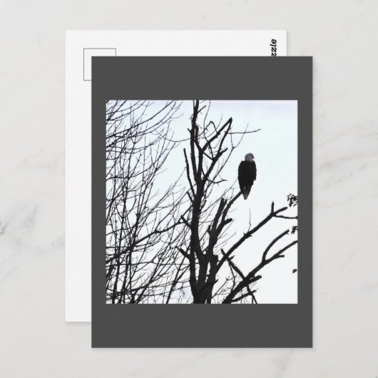 Bald Eagle Briefkaart (Voorkant / Achterkant)