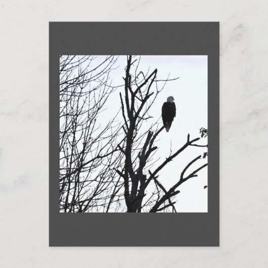 Bald Eagle Briefkaart (Voorkant)