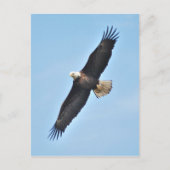 Bald Eagle Briefkaart (Voorkant)