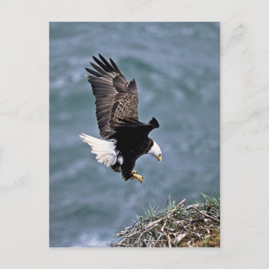 Bald Eagle Briefkaart (Voorkant)