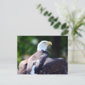 Bald Eagle Briefkaart (Staand voorkant)