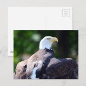 Bald Eagle Briefkaart (Voorkant / Achterkant)