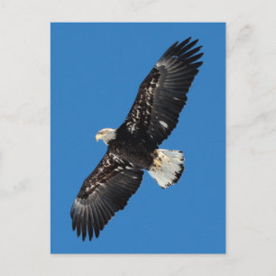Bald Eagle Briefkaart