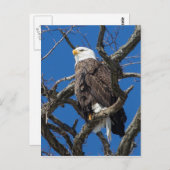 Bald Eagle Briefkaart (Voorkant / Achterkant)