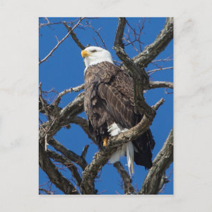 Bald Eagle Briefkaart