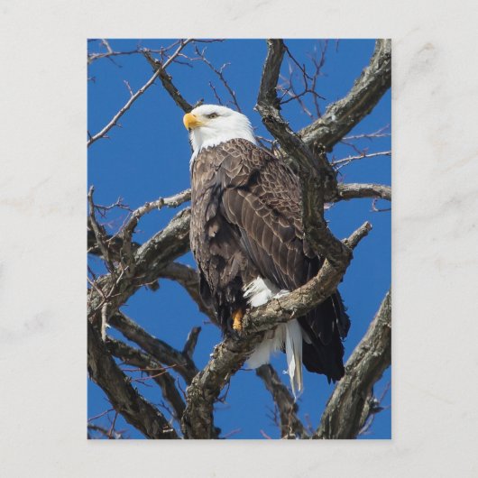 Bald Eagle Briefkaart (Voorkant)