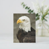 Bald eagle briefkaart (Staand voorkant)