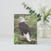 Bald Eagle Briefkaart (Staand voorkant)