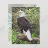 Bald Eagle Briefkaart (Voorkant / Achterkant)