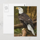 Bald Eagle Briefkaart (Voorkant / Achterkant)