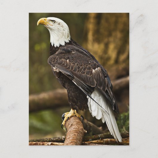 Bald Eagle Briefkaart (Voorkant)