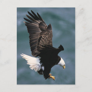 Bald Eagle Briefkaart