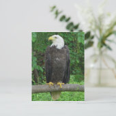 Bald Eagle Briefkaart (Staand voorkant)