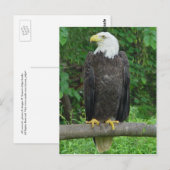 Bald Eagle Briefkaart (Voorkant / Achterkant)