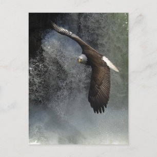 Bald Eagle Briefkaart
